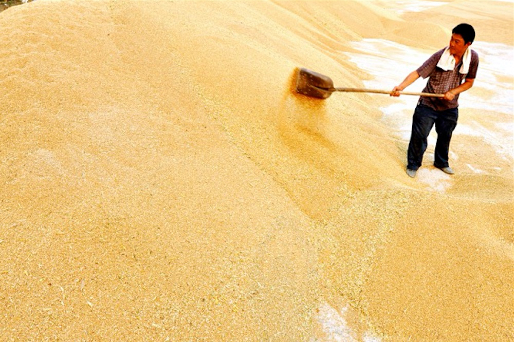 A farmer in China piles wheat. An expert on China say that the country simply does not have enough arable land to grow enough food to  be self-sufficient.