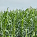 Ontario corn is seeing more export demand as the price of corn rises in Europe due to the drop in exports from Ukraine.
