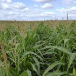 Corteva is promoting its new biological Utrisha N as a “supplemental” source to be used in conjunction with an existing fertilizer application regime. Shown here is untreated corn (left) versus corn treated with Utrisha N (right).