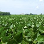 Sevita launches 13 new soybean varieties