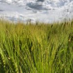 A barley crop south of Ethelton, Sask. on July 30, 2019. (Dave Bedard photo)
