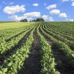 The USDA Prospective Plantings report said that soybean acreage intentions were larger than anticipated, and U.S. corn acres were much lower than traders’ expectations.