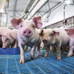 Brett Stuart of Global AgriTrends says a smaller sow herd in 2022 could help producers weather inflation.