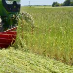 The three-year trial studied planting organic soybeans into a rye cover crop that was rolled and crimped in the spring.
