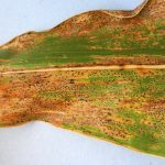 Illinois researchers seek weapons against tar spot in corn