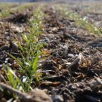 Weather conditions make for minimal planting progress