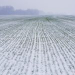 The winter wheat crop in Ontario experienced less winterkill than expected and a harvested crop of 2.1 million tonnes is expected this year, down from the 2021 output of 2.7 million tonnes.