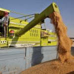 A combine unloads wheat on the outskirts of Ahmedabad in western India on March 16, 2022. (Photo: Reuters/Amit Dave)