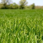 Winter wheat conditions promising, corn planting sees slow start