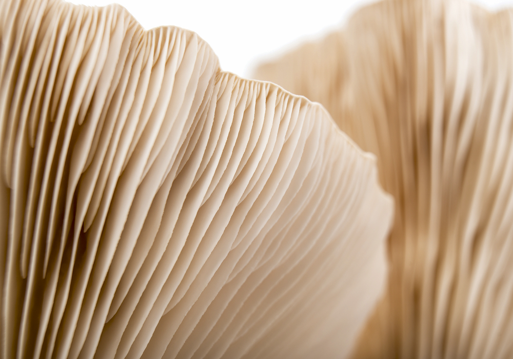 A research study shows that it is possible fungi have their own electrical language to share specific information resources nearby, such as potential dangers, between themselves or even with more distantly connected partners.
