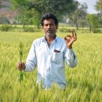 File photo of a wheat field in India. (Sahil Ghosh/iStock/Getty Images)