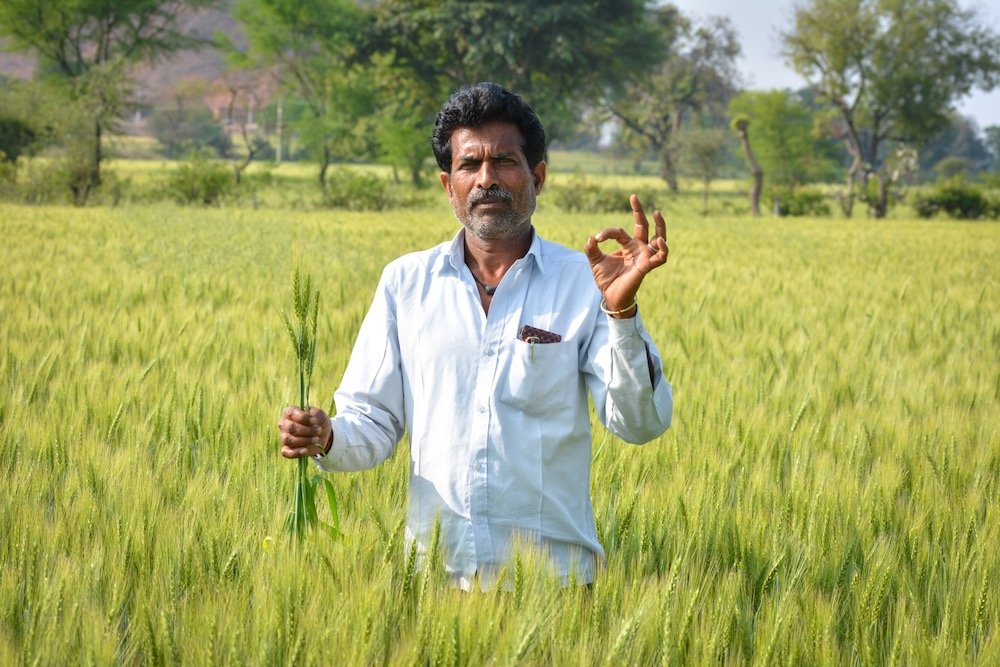 File photo of a wheat field in India. (Sahil Ghosh/iStock/Getty Images)
