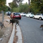 File photo of wild boars roaming in Rome foraging for food on Sept. 23, 2021. (Photo: Reuters/Remo Casilli)