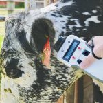 The Flokk hand held transponder reads the electronic ear tag, but also can hold a wide range of information about each animal in the herd.