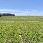 Alfalfa stand with killed out sections.