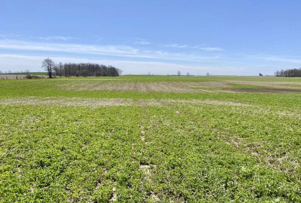 Alfalfa stand with killed out sections.