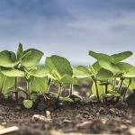 Ontario’s soybean crop has the potential to finish near four million tonnes, down marginally from the 2021 output of 4.1 million tonnes.