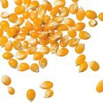 corn kernels