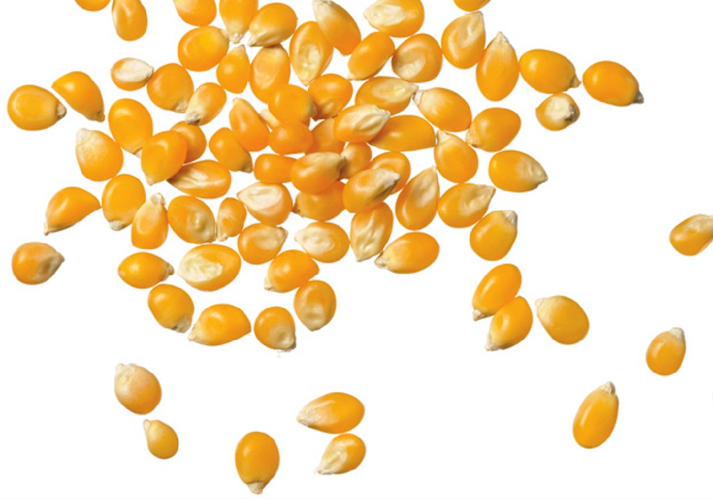 corn kernels