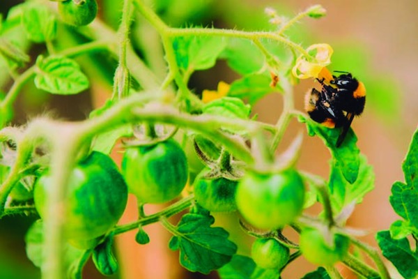 honeybee