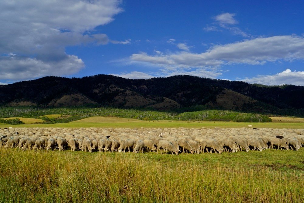 File photo of a flock of sheep in eastern Idaho. (Samson1976/iStock/Getty Images)
