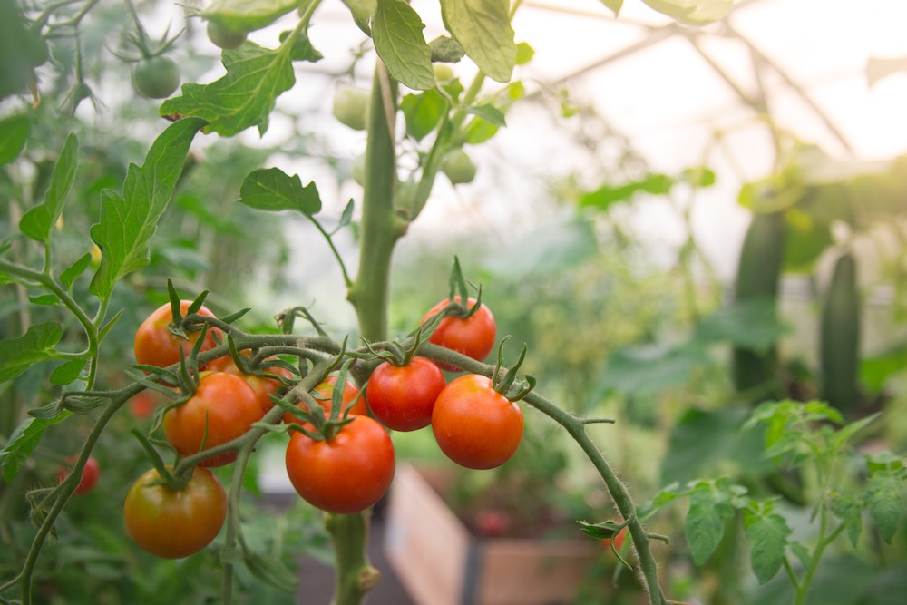 Although many horticultural crops have effective options for utilizing waste, greenhouse tomatoes and cucumbers don’t have a market for processing waste. Edible products with discolouration or cosmetic defects are landfilled or decomposed near the greenhouse.