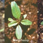 Side-by-side comparison of Palmer amaranth, waterhemp, and Redroot pigweed. Waterhemp and pigweed look similar at this stage.