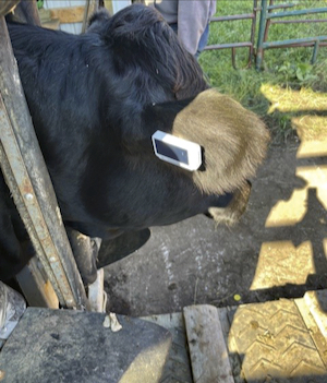 livestock ear tag