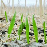 Rod MacRae, associate professor in the faculty of environmental and urban change, said Canada has an “implementation problem” when it comes to policies for environmental improvement.