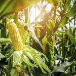 The Ontario corn crop is expected to yield 9.7 million tonnes, up from the 2021 output of 9.5 million tonnes and up from the five-year average of 8.9 million tonnes.