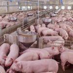 pigs in a barn