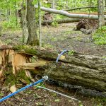Fortune Farms lost approximately five per cent of their production trees. Each tree would produce two one-litre bottles of maple syrup each season.