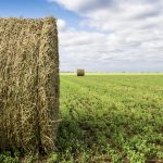 bales of alfalfa in a field