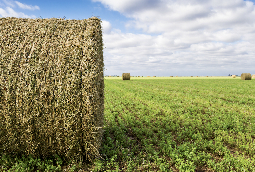 bales of alfalfa in a field