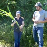 VIDEO: Gauging corn growth stage