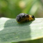 Insect issues appear for Ontario growers