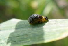 Insect issues appear for Ontario growers
