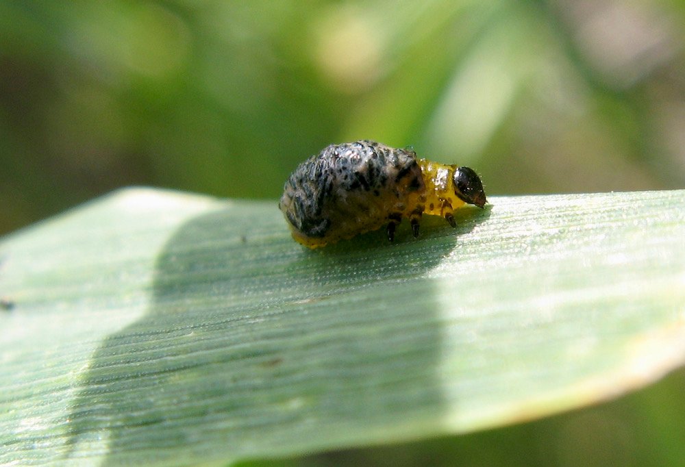 Insect issues appear for Ontario growers