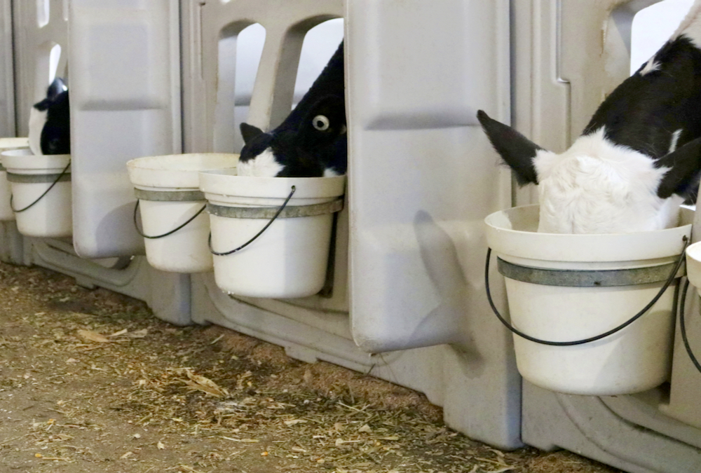 Calf health management is the focus of research for the Dairy at Guelph group, with particular emphasis on the ‘trifecta’ of nutrition, health, and welfare.