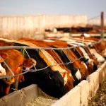Price movement for both feed barley and feed wheat in Western Canada have been mixed. Photo: Canada Beef Inc.
