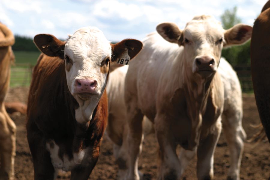 In central Alberta, calf numbers were limited with only small groups or single stragglers available.  Photo: File
