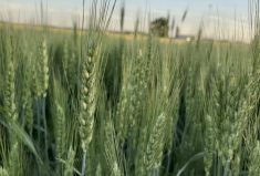 Having fusarium infested wheat can cause a $10 to $65 per tonne reduction in price for wheat.