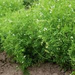 The executive director of Saskatchewan Pulse Growers anticipates a rise in seeded lentil acres this year, along with a decline in seeded dry pea acres. Photo: Thinkstock