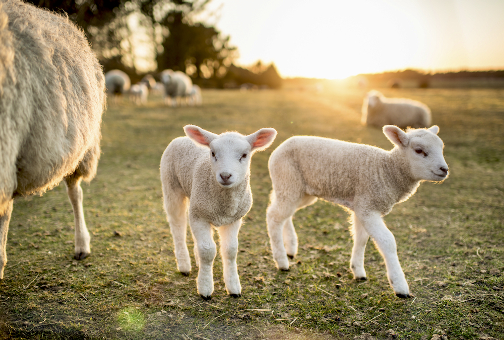 The Scotiabank YMF livestock funding program offers up to $50,000 per producer to help expand flocks and help with cash flow. 