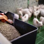 Researchers have determined that viruses can be spread to livestock through feed. Now they’re trying to find the best way to kill those viruses.