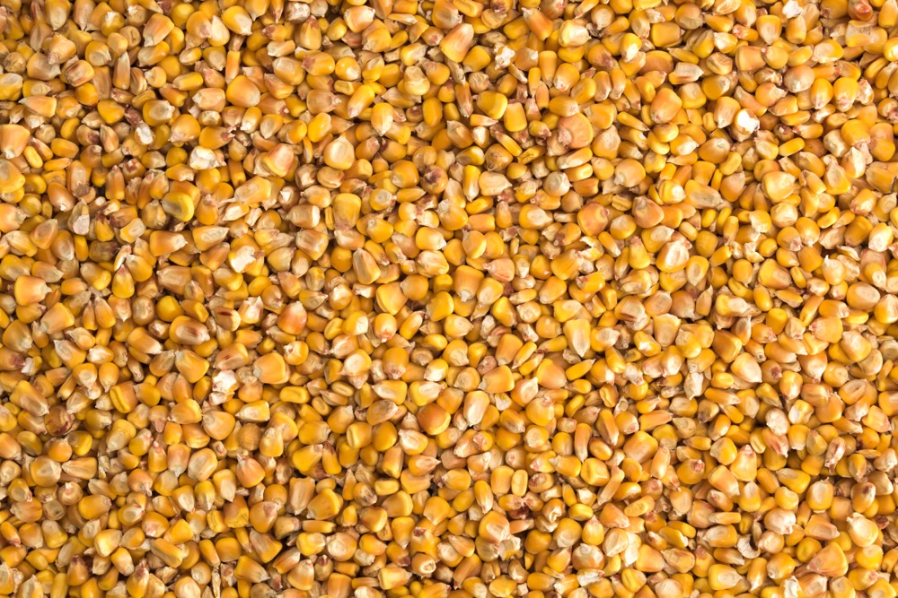 “There is still a pile of corn going into southern Alberta,” says one trader at Eagle Commodities Ltd.  Photo: MaksymTopchyi/iStock/Getty Images
