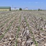 Soybean stand no-tilled into 20-inch corn stubble in heavy Essex clay.