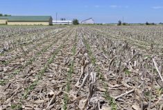 Soybean stand no-tilled into 20-inch corn stubble in heavy Essex clay.