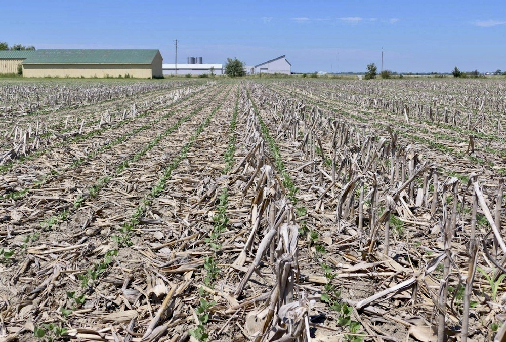Soybean stand no-tilled into 20-inch corn stubble in heavy Essex clay.