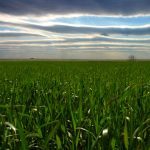 Alberta cereal crops lead the way in terms of favourable development in the latest provincial crop report. Photo: File